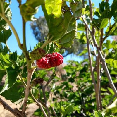 El surgimiento de los estados pristinos