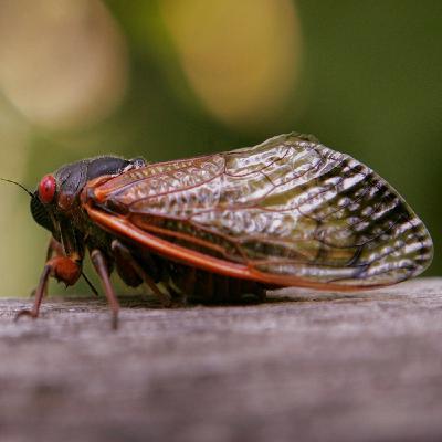 Cicadas