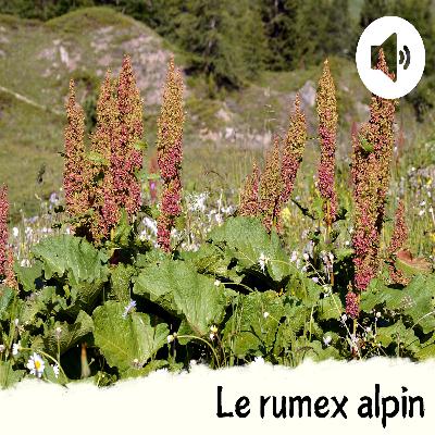 Le rumex alpin Le rumex alpin