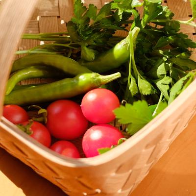 第63回　夏野菜の生育について
