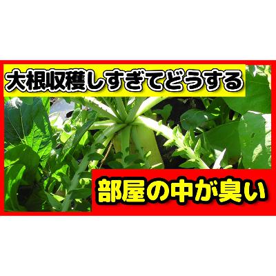 大根収穫しすぎてどうする？ 〜丸子の切り干し大根奮闘記〜