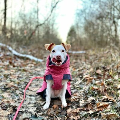 Episode 50: “I Started To See We Were Making Progress": Trick Training for Confidence with Kaylin of Luna the Trick Dog