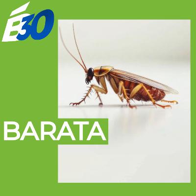 Baratas