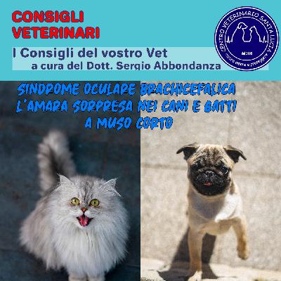 Sindrome oculare brachicefalica l'amara sorpresa nei cani e gatti a muso corto