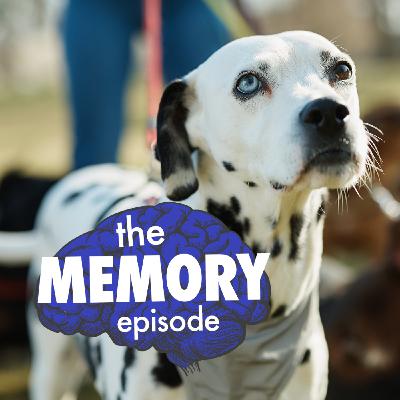 How much do dogs remember?