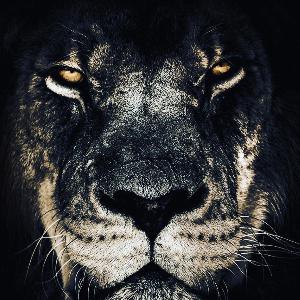 When the Lions Come When the Lions Come