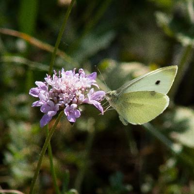 Planeta vivo - Insectos y olas de calor - 01/10/25 Planeta vivo - Insectos y olas de calor - 01/10/25