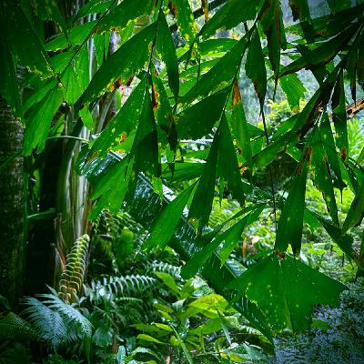 台北植物園・立夏的一場雨