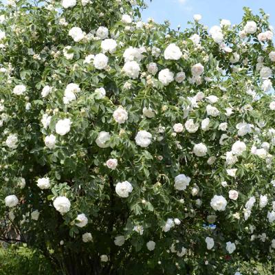 A tribute to my dad (Adventures podcast)