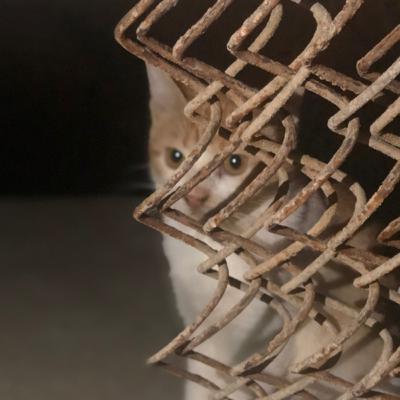 اعتنقت الاسلام و قتلت زوجها