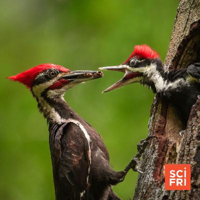 How Conservation Efforts Brought Rare Birds Back From The Brink