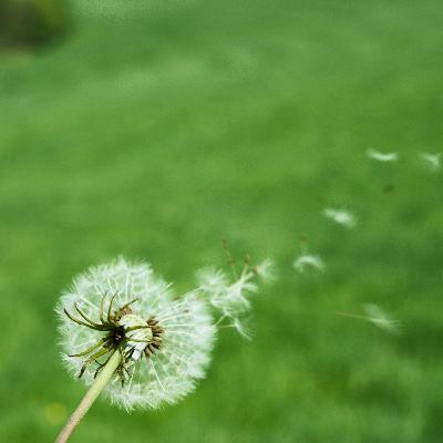 The kind of fragrance that spreads with the wind, and against it, and both The kind of fragrance that spreads with the wind, and against it, and both