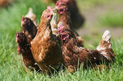 Patrick In The Morning: What The Florida? Chicken-Egg Argument Ends In Shooting