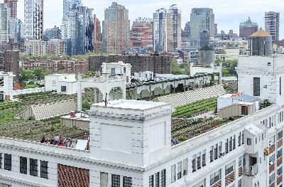 Season 2, Episode 3: Brooklyn Grange Season 2, Episode 3: Brooklyn Grange