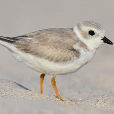 Piping Plover Piping Plover