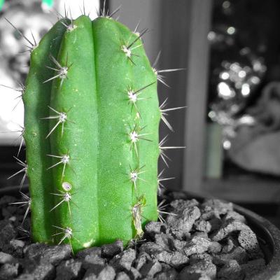 La soberanía alimentaria