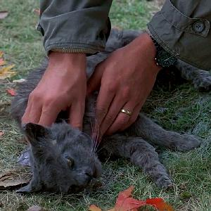 Capítulo #4: Pet Sematary Capítulo #4: Pet Sematary
