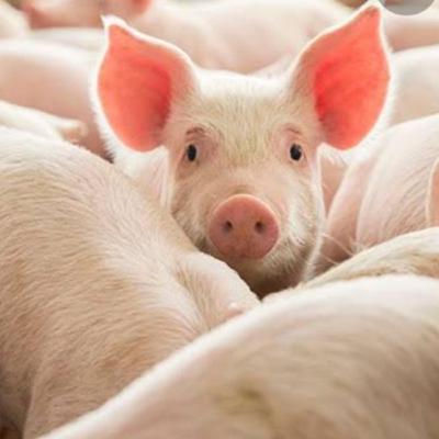 Bem estar na produção de suínos