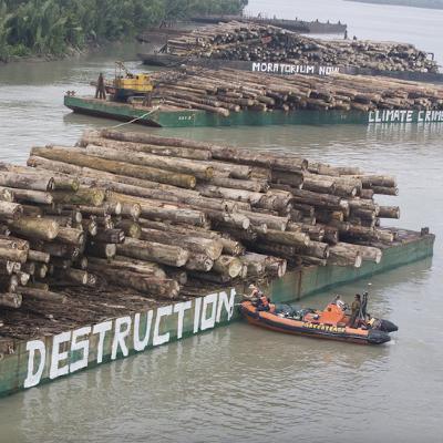 New Guinea, Part 2: 'Carbon cowboys' and illegal logging