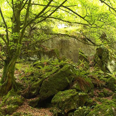 El bosque habitado - La intimidad entre los árboles y la humanidad - 23/11/25