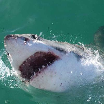 A Terrifying Shark Attack in Australia - The Story of Rodney Fox (1963) A Terrifying Shark Attack in Australia - The Story of Rodney Fox (1963)