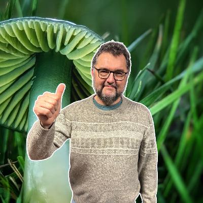 Champignons, les choses à savoir