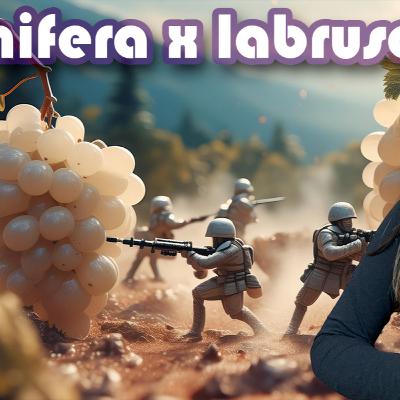 Vitis Vinifera x Vitis Labrusca: Descubra essas Uvas e Seus Vinhos! Vitis Vinifera x Vitis Labrusca: Descubra essas Uvas e Seus Vinhos!