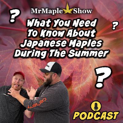 What You Need To Know About Japanese Maples During The Summer | MrMaple Show Podcast