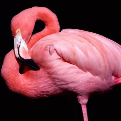Flamingos - Nature's Pink Beauties!
