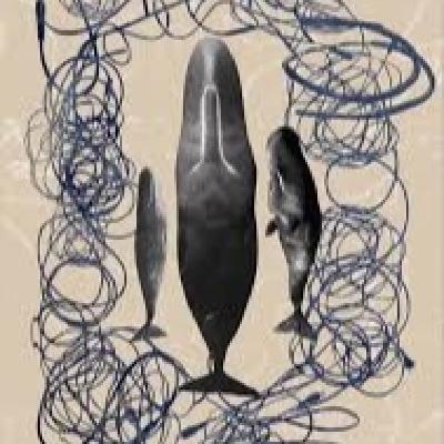 Música para Ballenas - El género musical más infinito de todos