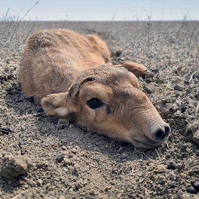 How a prize-winning project brought saiga antelope back from the brink