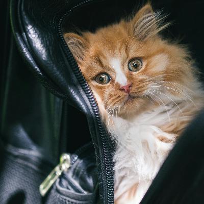Cuando tu gato también hace la maleta. Parte 2