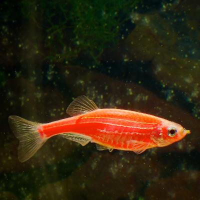 Back to the future: Genetically modified wildlife