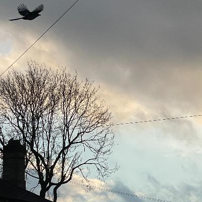 20 January 2026 20 January 2026