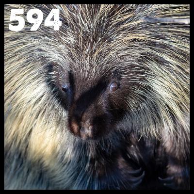 594: Big Smoky Porcupines Hit Tinkletown