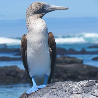Viajando a las Islas Galapagos con bajo presupuesto