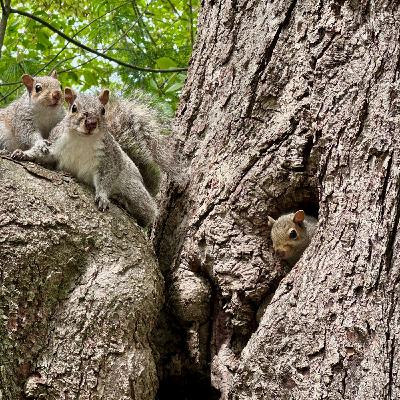The 100 Days Project/Mother’s Day Slice The 100 Days Project/Mother’s Day Slice