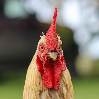 Gallo