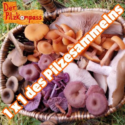 51 Das 1 x 1 des Pilzesammelns - So startest du dein Abenteuer in die Welt der Pilze! 51 Das 1 x 1 des Pilzesammelns - So startest du dein Abenteuer in die Welt der Pilze!