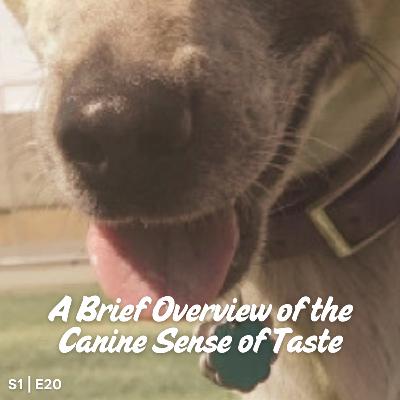 S1 E20 A Brief Overview of the Canine Sense of Taste