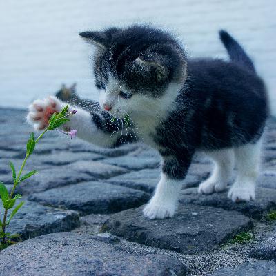 S3 Ep609: Over katten en over het vuurwerkverbod S3E609 S3 Ep609: Over katten en over het vuurwerkverbod S3E609