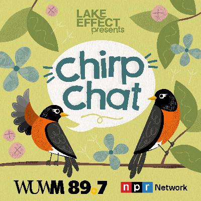Chirp Chat: How to create a bird-friendly garden with Wisconsin native plants