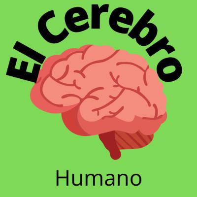 El cerebro humano