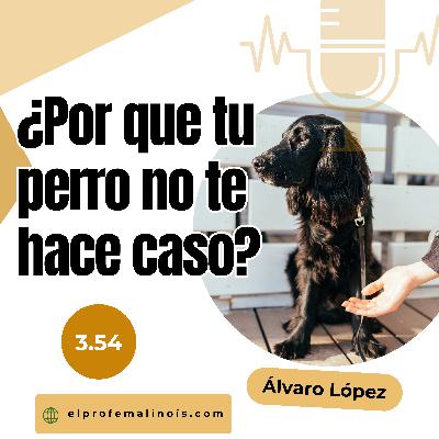 3.54 ¿Por qué mi Perro No me hace caso? Errores Comunes y Cómo Solucionarlos