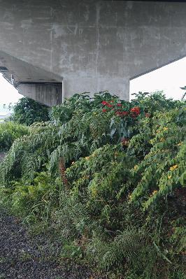 草本復興!選種草本植物倡議 因地制宜打造永續道路綠帶 草本復興!選種草本植物倡議 因地制宜打造永續道路綠帶