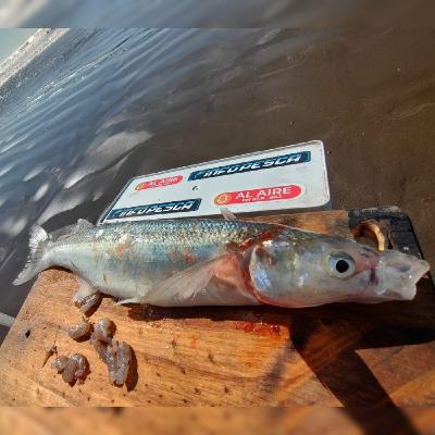 Info Pesca MDQ (17-09-2025) x 469 Info Pesca MDQ (17-09-2025) x 469