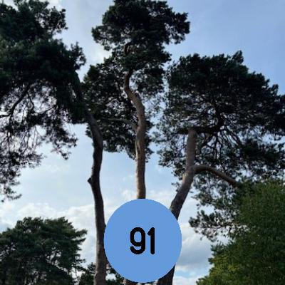 91: The local secure dog-field, with toys, obstacles and Instagrammable features… and more