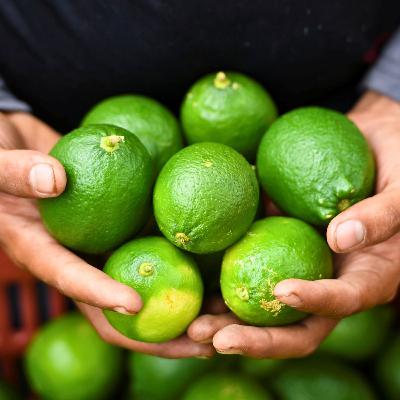 Mexican farmers face threats, extortion as cartels battle for control of agricultural exports Mexican farmers face threats, extortion as cartels battle for control of agricultural exports