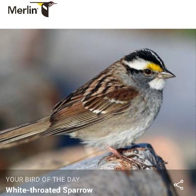 Merlin Bird ID White-throated Sparrow