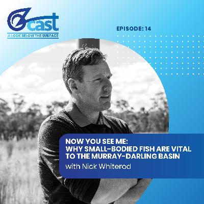 Now You See Me: Why Small-Bodied Fish Are Vital To The Murray-Darling Basin Now You See Me: Why Small-Bodied Fish Are Vital To The Murray-Darling Basin